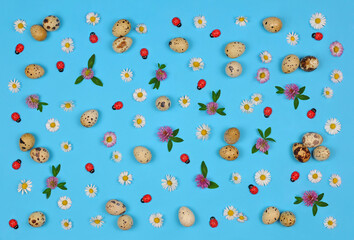 Fresh quail eggs ,white wild daisies ,red clover with green leaves and decorative ladybugs on bright blue background. spring or Easter  concept. Top view,flat lay.