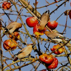 Bohemian Waxwing