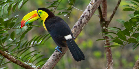Keel-billed Toucan, Sulfur-breasted Toucan, Rainbow-billed Toucan, Ramphastos sulfuratus, Tropical Rainforest, Costa Rica, Central America, America