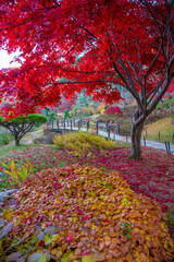 Autumn colours at The Garden Of Morning Calm, Seoul, South Korea