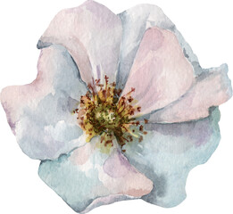 Wild rose. Watercolor.