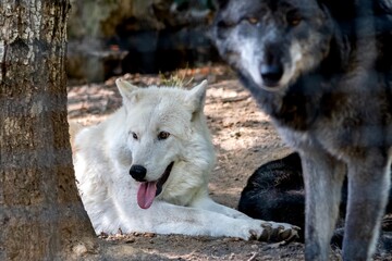 loup blanc du zoo d'ardes sur Couze dans le puy de dôme
