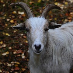 Goat