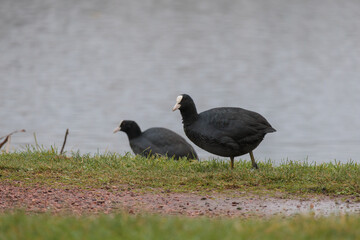 Closeup of water bird Eurasian Coot near the lake