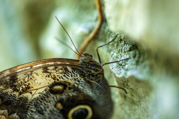 Butterfly after its metamorphosis enjoying a rocky wall of the Mexican natural environment of the...