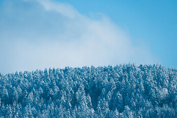 winter forest in Konolfingen, Emmental