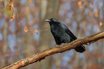 Black crow sitting in tree branch in forest