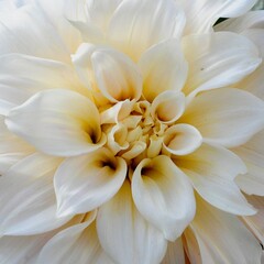 white dahlia flower