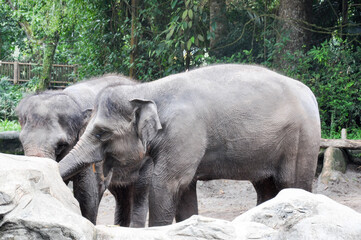 Fototapeta premium Singapore