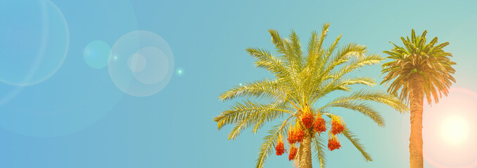 Fototapeta na wymiar Banner holiday concept with two tropical big old palm trees, one of them a date palm with orange fruits at blue sky gradient background and lens flare and direct sunlight with copy space