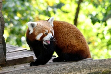 Gros plan du panda roux du zoo d'Ardes sur Couze dans le puy de d&ocirc;me