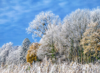 Trees powdered with hoarfrost on a cold winter morning, mixed forest has a frosted sugar-like coating on a sunny day with blue sky, Rhineland-Palatinate, Germany