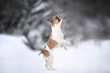 happy french bulldog dog jumping up outdoors in winter snow