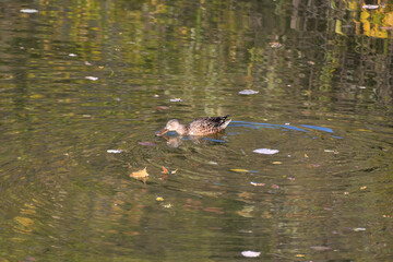 雌のハシビロガモ