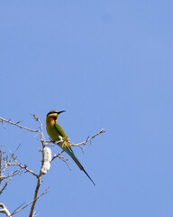 Blue-tailed Bee-eater (Merops philippinus) in Komodo Island of Indonesia