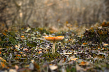 Red mushroom in the early autumn