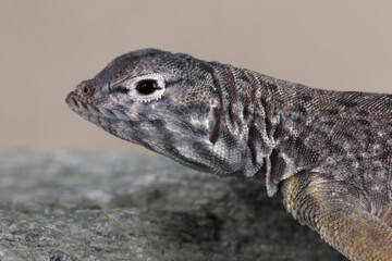Portrait of a Greater Earless Lizard on a rock
