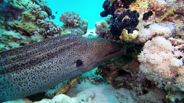 Close up, Giant moray eel hides in coral reef in a crevice, Red Sea Egyp