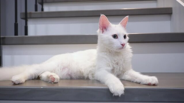 Beautiful longhair white cat with a fluffy tail is lying on the stairs.