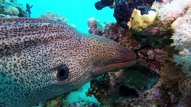 Close up, Giant moray eel turns to the camera and comes directly towards it, Red Sea Egyprotes Sea Egypt