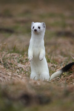 Hermine - Mustela erminea