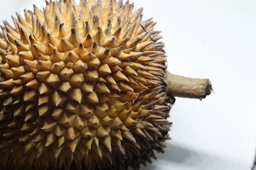 hedgehog on white background