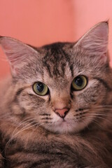 close up portrait of a cat