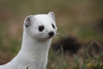 Mustelea erminea - Hermine