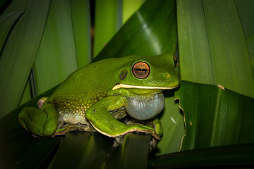 Green tree frog, Litoria infrafrenata, Waigeo, island, Indonesia