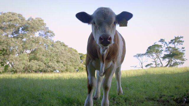 Close up shot of a bobby calve