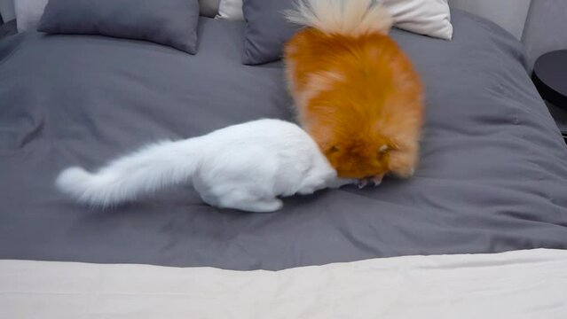 Pomeranian Spitz dog with white cat fight playfully on the bed at home.