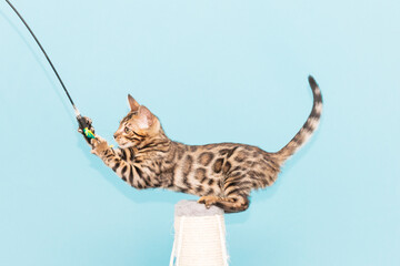 Obraz na płótnie Canvas Bengal kitten playing on a blue background
