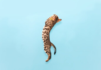 Bengal kitten playing on a blue background