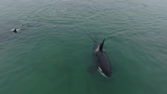 Killer whales swim in a surface position. Aerial photography of marine life.
