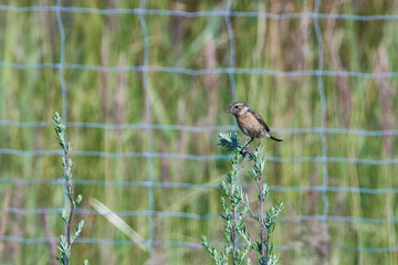 Schwarzkehlchen (Saxicola rubicola) Weibchen	