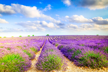 Fototapeta na wymiar Landscape with long rows of lavender growing flowers field, Provence, France