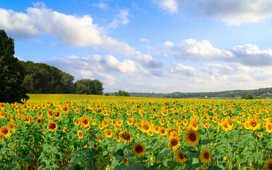Field of sunflowers at bright summer day with blue sky, Provence, web banner