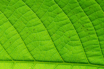 Abstract green leaves texture for background. Natural environment, ecological concept