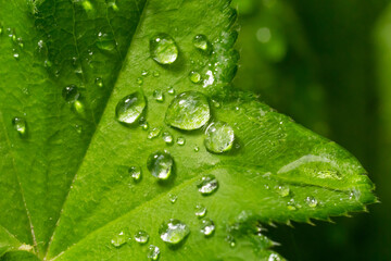 Large beautiful drops of transparent rain water on a green leaf macro. Drops of dew in the morning glow in the sun. Beautiful leaf texture in nature. Natural background