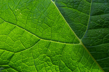 Abstract green leaves texture for background. Natural environment, ecological concept
