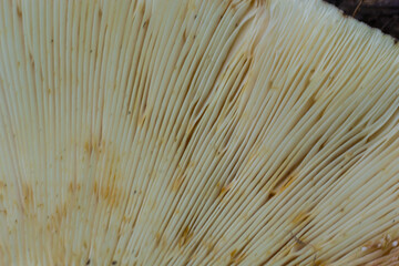 Selective focus,close-up of abstract caps of champignon mushroom bottom view. Food background, macrophotography of a mushroom