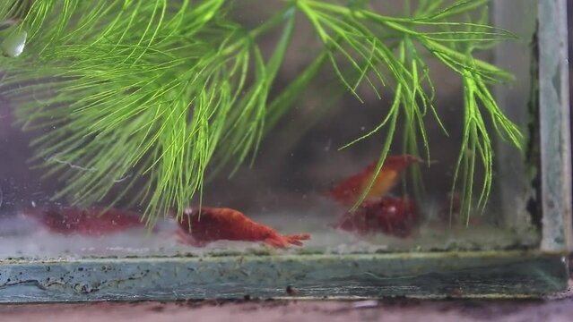 Ornamental shrimp from Taiwan, Red Cherry Shrimp, swimming among ornamental plants in glass pond water.