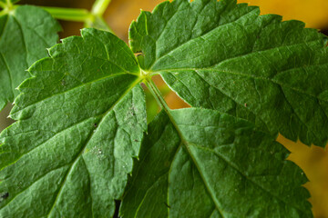 Abstract green leaves texture for background. Natural environment, ecological concept