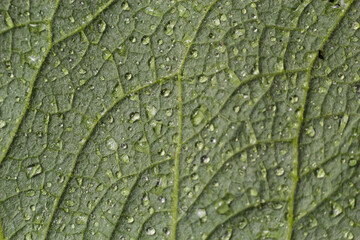 Large beautiful drops of transparent rain water on a green leaf macro. Drops of dew in the morning glow in the sun. Beautiful leaf texture in nature. Natural background