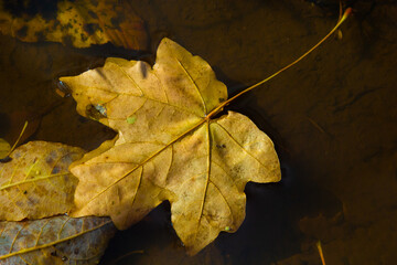 Colourful fall leaves in water, floating autumn leaf. Fall season leaves in rain puddle. Sunny autumn day foliage. Beautiful reflection in water