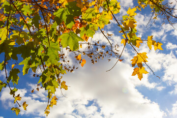 multicolored beech leaves on the branch in autumn against a blue sky in a sunny day