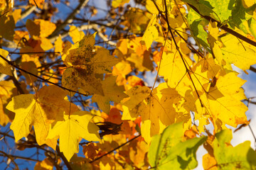 Yellow leaves on autumn trees against the blue sky