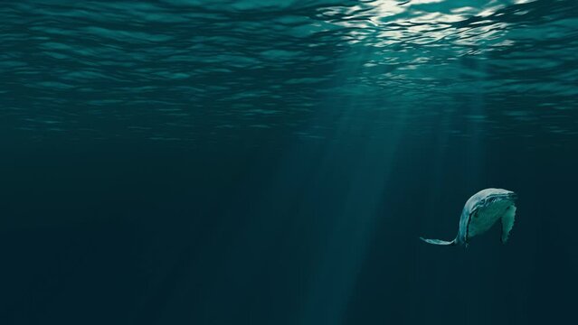 Underwater whale (loop)