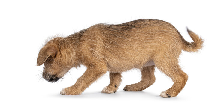 Cute Light Brown Wire Haired Stray Puppy Dog, Walking And Sniffing Side Ways. Looking Away From Camera. Isolated On A White Background.