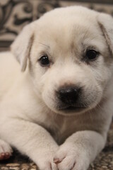 puppy sleeping on the floor
